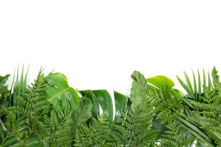 Fresh green palm leaves isolated on white background, summer plants objectの写真素材