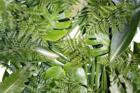 Fresh green palm leaves isolated on white background, summer plants objectの写真素材