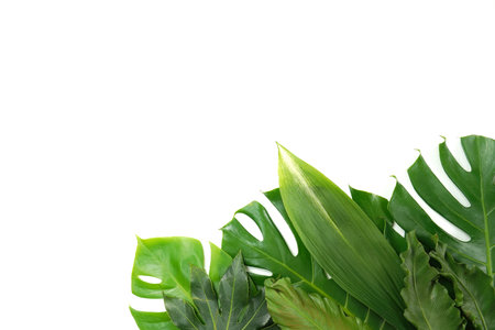 Fresh green palm leaves isolated on white background, summer plants objectの写真素材