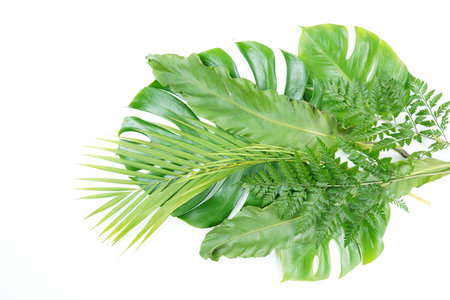 Fresh green palm leaves isolated on white background, summer plants objectの写真素材
