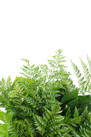 Fresh green palm leaves isolated on white background, summer plants objectの写真素材