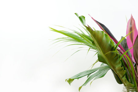 Fresh green palm leaves isolated on white background, summer plants objectの写真素材