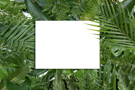 Fresh green palm leaves isolated on white background, summer plants objectの写真素材