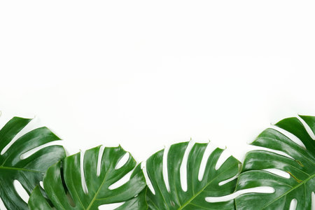 Fresh green palm leaves isolated on white background, summer plants objectの写真素材
