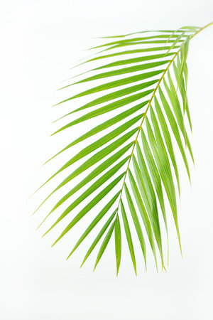 Fresh green palm leaves isolated on white background, summer plants objectの写真素材