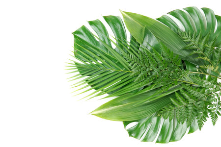Fresh green palm leaves isolated on white background, summer plants objectの写真素材