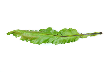 Fresh green palm leaves isolated on white background, summer plants objectの写真素材
