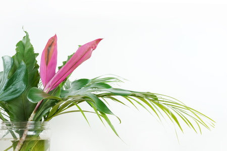 Fresh green palm leaves isolated on white background, summer plants objectの写真素材