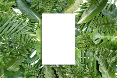 Fresh green palm leaves isolated on white background, summer plants objectの写真素材