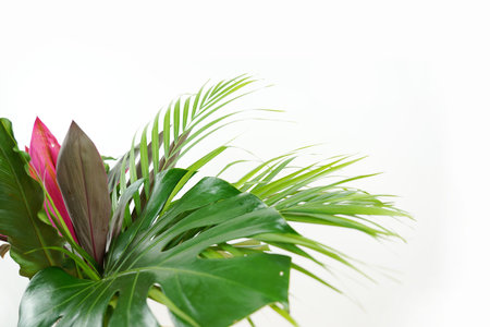 Fresh green palm leaves isolated on white background, summer plants objectの写真素材