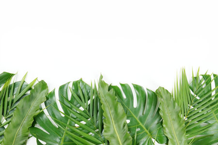 Fresh green palm leaves isolated on white background, summer plants objectの写真素材