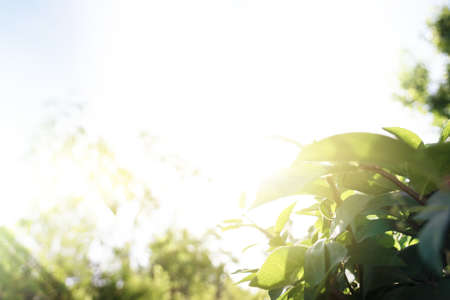 Green natural background, greenery backgroundの写真素材