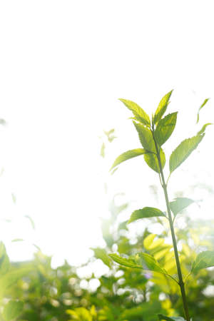 Green natural background, greenery backgroundの写真素材
