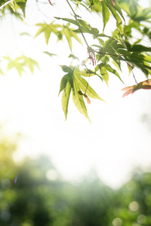 Green natural background, greenery background