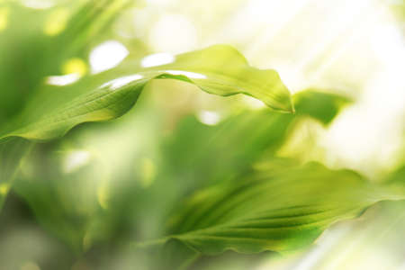 Green natural background, greenery backgroundの写真素材