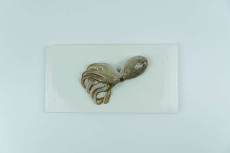 Fresh seafood ingredients and recipes,fresh octopusの写真素材