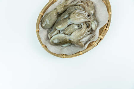 Fresh seafood ingredients and recipes,fresh octopusの写真素材