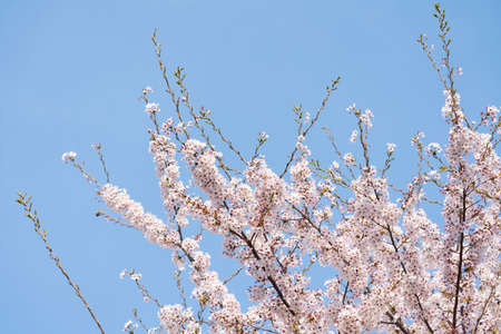 Beautiful spring flower cherry blossoms, Sakura Flower With Beautiful Nature Background