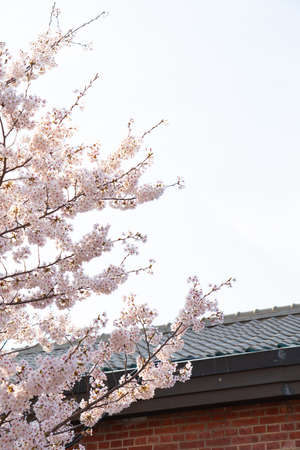 Beautiful spring flower cherry blossoms, Sakura Flower With Beautiful Nature Background
