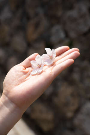 Beautiful spring flower cherry blossoms, Sakura Flower With Beautiful Nature Backgroundの写真素材