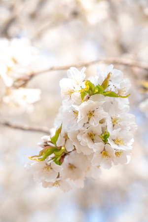Beautiful spring flower cherry blossoms, Sakura Flower With Beautiful Nature Background