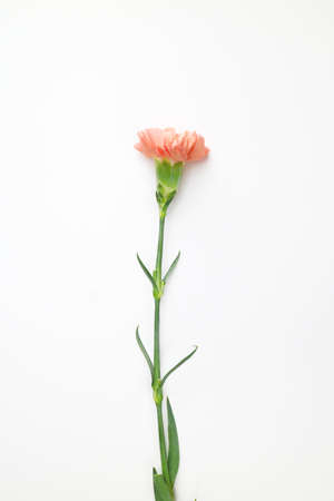 beautiful coral color spring flowers, carnations, roses, moss backgroundの写真素材