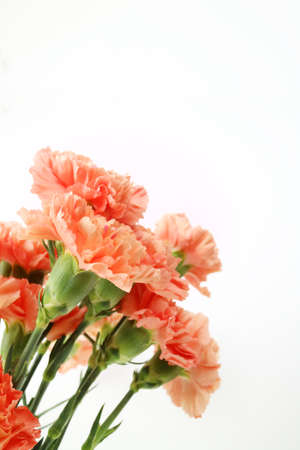 beautiful coral color spring flowers, carnations, roses, moss backgroundの写真素材