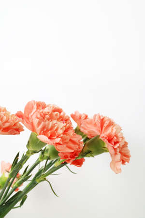 beautiful coral color spring flowers, carnations, roses, moss backgroundの写真素材