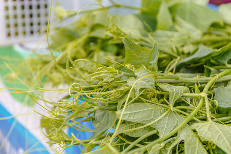 fresh vegetablesの写真素材