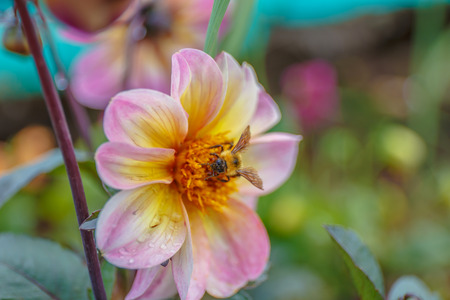 A bee busy drinking nectar from the flowerの写真素材