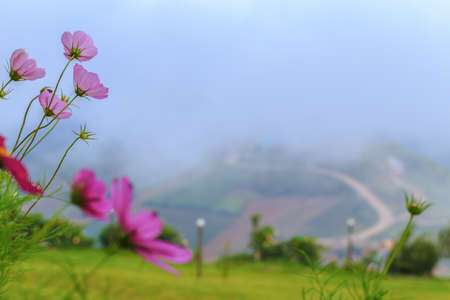 Blossom purple flowerの写真素材