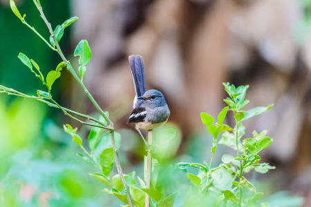 Oriental Magpie Robin perched on tree