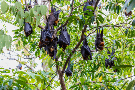 Lyle's flying fox - (Pteropus lylei)の写真素材