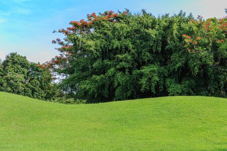 Sunny day on the meadow, environmental backgrounds for your designの写真素材