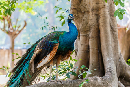 Portrait of beautiful peacockの写真素材