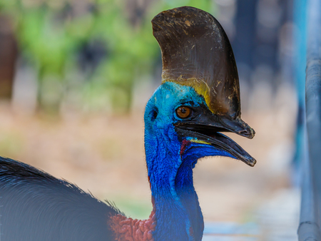 cassowary (casuarius casuarius)の写真素材