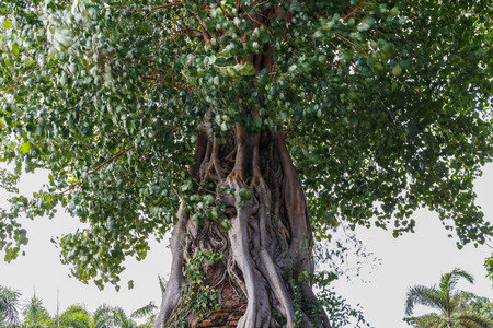 Large Bodhi treeの写真素材