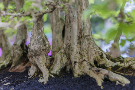Close up of a knobby trunk of an old Snowrose Bonsai treeの写真素材