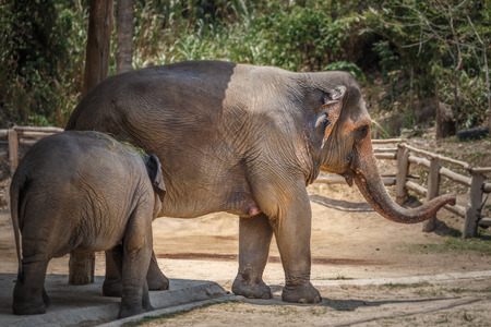 Group of elephant jungle in Thailand.の写真素材