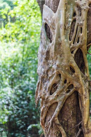 the parasite plant hold on big tree