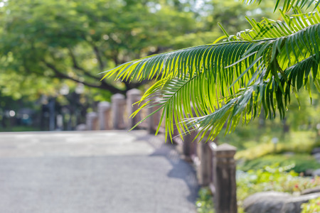 Branch Fern green beautifulの写真素材