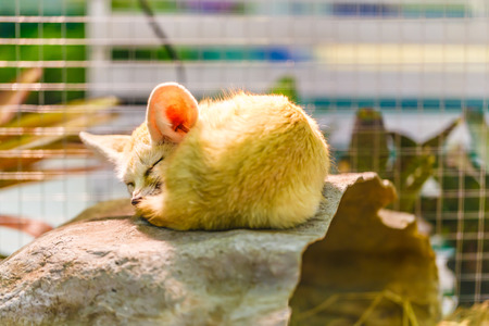 Red foxの写真素材
