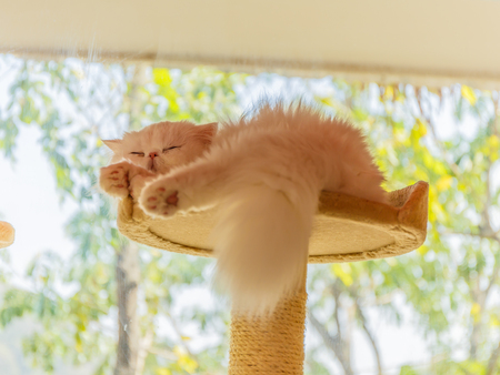 Cute cat is sleeping in his bedの写真素材