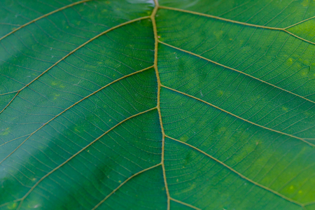 Abstract Backgrounds, Leaf stalks with green streaksの写真素材
