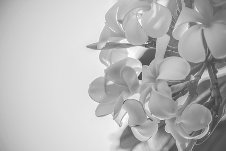 Flowerの写真素材