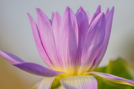 Purple lotusの写真素材