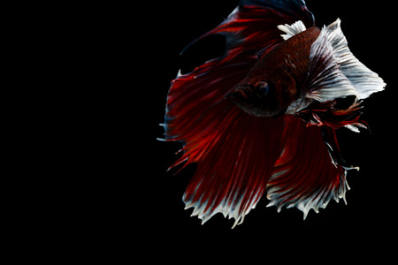 Multi color Siamese fighting fish(Rosetail),fighting fish,Betta splendens,on black backgroundの写真素材