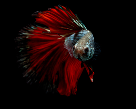 Multi color Siamese fighting fish(Rosetail),fighting fish,Betta splendens,on black backgroundの写真素材