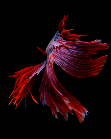 Multi color Siamese fighting fish(Rosetail),fighting fish,Betta splendens,on black backgroundの写真素材