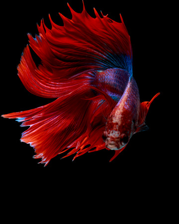 Multi color Siamese fighting fish(Rosetail),fighting fish,Betta splendens,on black backgroundの写真素材